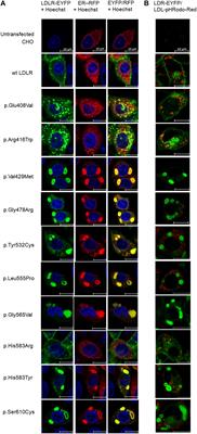 Low Density Lipoprotein Receptor Variants in the Beta-Propeller Subdomain and Their Functional Impact